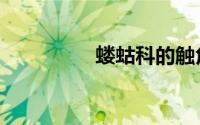 蝼蛄科的触角（蝼蛄科）