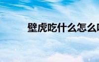 壁虎吃什么怎么喂（壁虎吃什么）