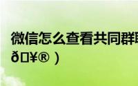 微信怎么查看共同群聊（微信怎么查看小绿书