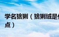 学名猞猁（猞猁绒是什么东西猞猁绒有什么特点）