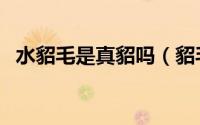 水貂毛是真貂吗（貂毛和水貂毛有区别吗）