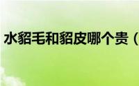 水貂毛和貂皮哪个贵（貂毛和水貂毛哪个贵）