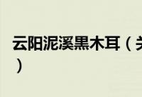 云阳泥溪黒木耳（关于云阳泥溪黒木耳的简介）