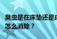 臭虫是在床垫还是床上？臭虫咬后留下的疤痕怎么消除？
