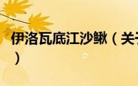 伊洛瓦底江沙鳅（关于伊洛瓦底江沙鳅的简介）