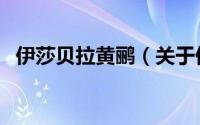 伊莎贝拉黄鹂（关于伊莎贝拉黄鹂的简介）