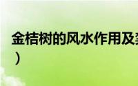 金桔树的风水作用及禁忌（金桔树的风水作用）