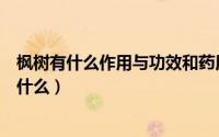 枫树有什么作用与功效和药用价值（枫树叶的功效与作用是什么）