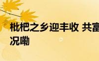 枇杷之乡迎丰收 共富工坊助共富 到底什么情况嘞