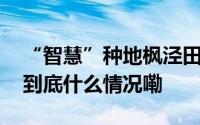 “智慧”种地枫泾田间地头“科技范”十足 到底什么情况嘞