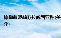 棕胸蓝姬鹟苏拉威西亚种(关于棕胸蓝姬鹟苏拉威西亚种的简介)
