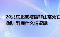 20只东北虎被指非正常死亡 合作公司称曾对这些动物进行救助 到底什么情况嘞