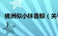 佛洲似小抹香鲸（关于佛洲似小抹香鲸的简介）