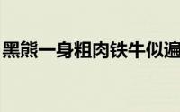 黑熊一身粗肉铁牛似遍体顽皮交加一字赤黄眉