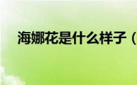 海娜花是什么样子（海娜花效果怎么样）