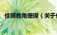 佳丽鹿角珊瑚（关于佳丽鹿角珊瑚的简介）