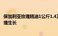 保加利亚玫瑰精油1公斤1.4万欧元 气候变化影响保加利亚玫瑰生长