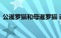 公暹罗猫和母暹罗猫 暹罗猫钱多暹罗猫价格