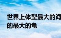 世界上体型最大的海龟是什么海龟 中国能养的最大的龟