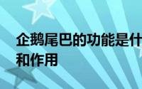 企鹅尾巴的功能是什么特点 企鹅翅膀的特点和作用