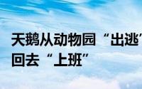 天鹅从动物园“出逃”落在机动车道被民警请回去“上班”