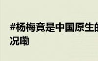 #杨梅竟是中国原生的水果品种# 到底什么情况嘞