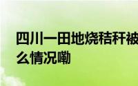 四川一田地烧秸秆被街道办禁止种地 到底什么情况嘞