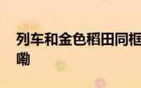 列车和金色稻田同框有多惊艳 到底什么情况嘞