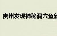 贵州发现神秘洞穴鱼新物种 到底什么情况嘞