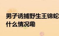 男子诱捕野生王锦蛇400千克获利6.5万 到底什么情况嘞