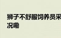 狮子不舒服饲养员采用艾灸治疗 到底什么情况嘞