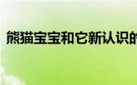 熊猫宝宝和它新认识的四肢 到底什么情况嘞