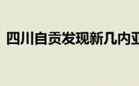 四川自贡发现新几内亚扁虫 到底什么情况嘞