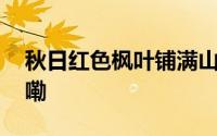 秋日红色枫叶铺满山野有多美 到底什么情况嘞