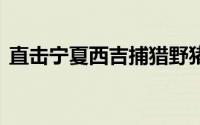 直击宁夏西吉捕猎野猪首日 到底什么情况嘞