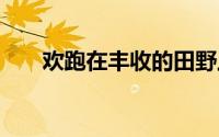欢跑在丰收的田野上 到底什么情况嘞