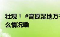 壮观！ #高原湿地万千候鸟栖息画面# 到底什么情况嘞