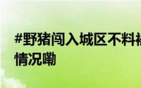 #野猪闯入城区不料被卡在隔离栏# 到底什么情况嘞