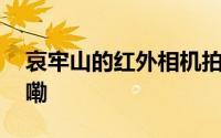 哀牢山的红外相机拍到了什么 到底什么情况嘞