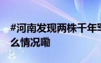 #河南发现两株千年罕见珍贵古橡树# 到底什么情况嘞