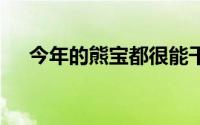 今年的熊宝都很能干呀 到底什么情况嘞