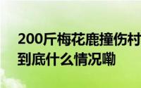200斤梅花鹿撞伤村民警民捉住送往动物园 到底什么情况嘞