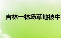 吉林一林场草地被牛吃秃 到底什么情况嘞