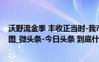 沃野流金季 丰收正当时-我市全力绘就现代化农业发展新蓝图_微头条-今日头条 到底什么情况嘞