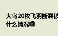 大鸟20枚飞羽断裂被人类赠送拼接外套 到底什么情况嘞