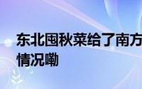 东北囤秋菜给了南方人亿点点震撼 到底什么情况嘞