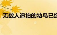 无数人追拍的幼鸟已经遇害 到底什么情况嘞