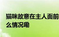 猫咪故意在主人面前表演捉老鼠 网友 到底什么情况嘞