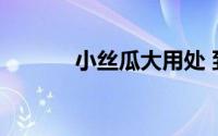 小丝瓜大用处 到底什么情况嘞