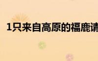 1只来自高原的福鹿请查收 到底什么情况嘞